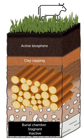 wood vault illustration